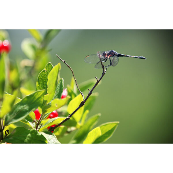 Barn Island Dragonfly