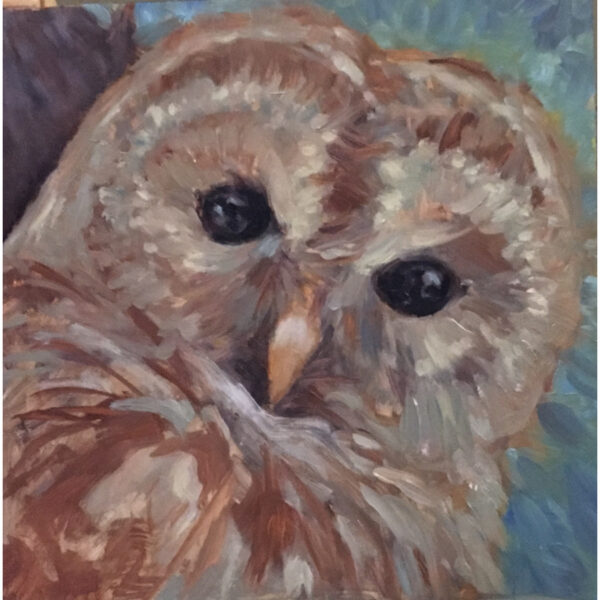 Barred Owl