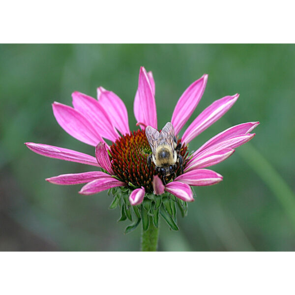 Bee Mine