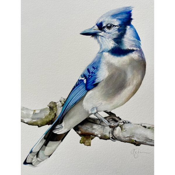 Blue Jay in Profile