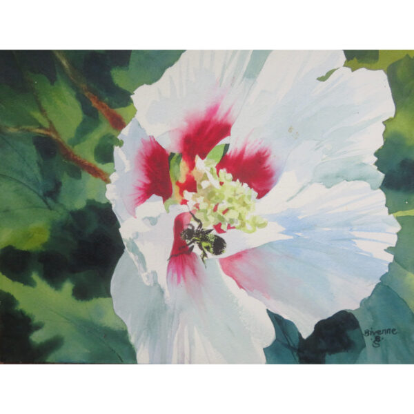 Collecting Pollen (Bumble Bee on Rose of Sharon)