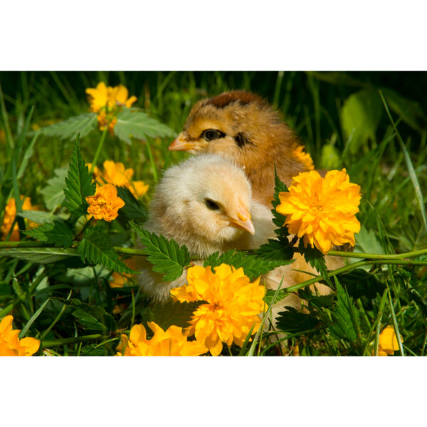 A Couple of Cute Chicks