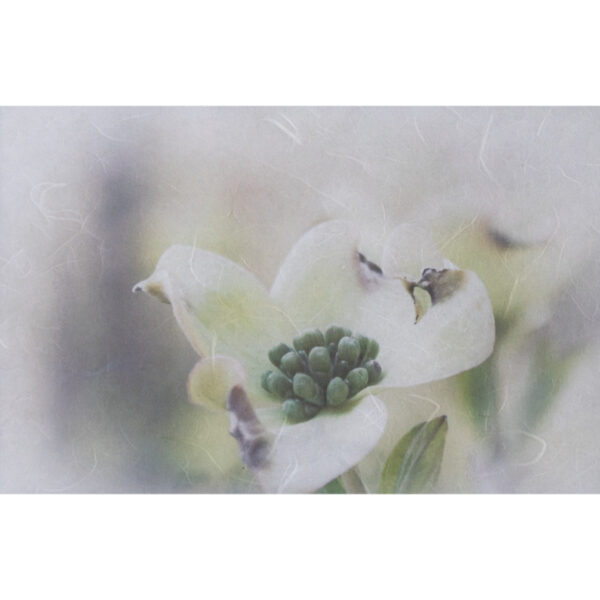 Dogwood