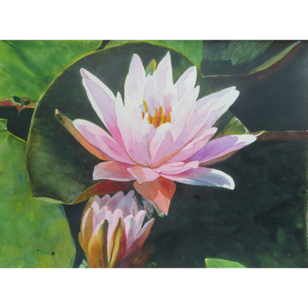 A Gift from the Depths (Water Lily)