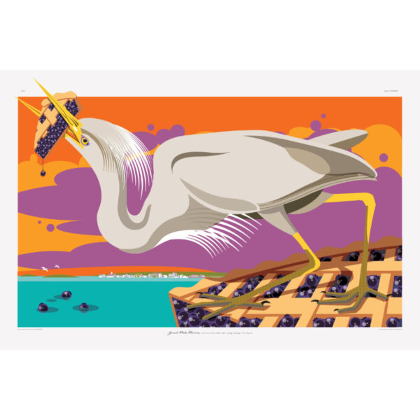 Great White Heron w. Blueberry Pie