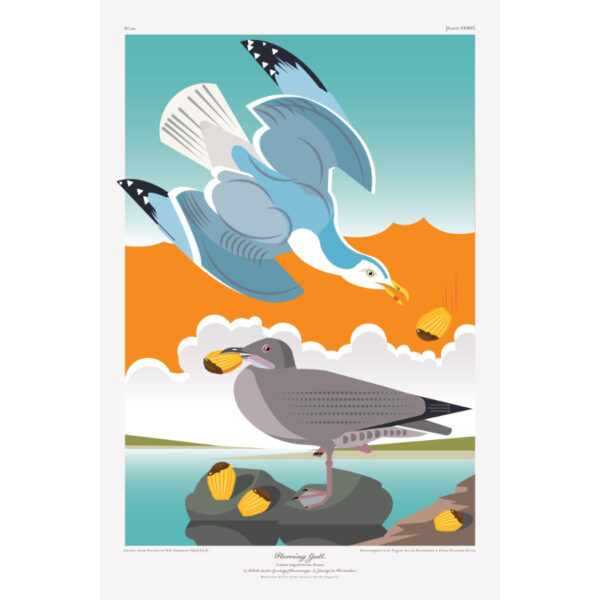 Herring Gull w. Madeleines