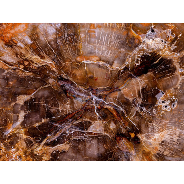 Log of the Cosmos