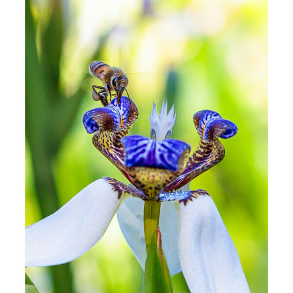 Pollination Ballet