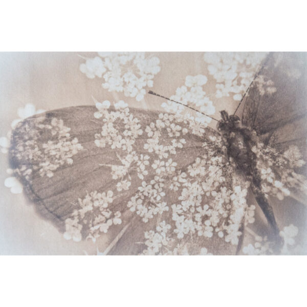 Summer Dream
