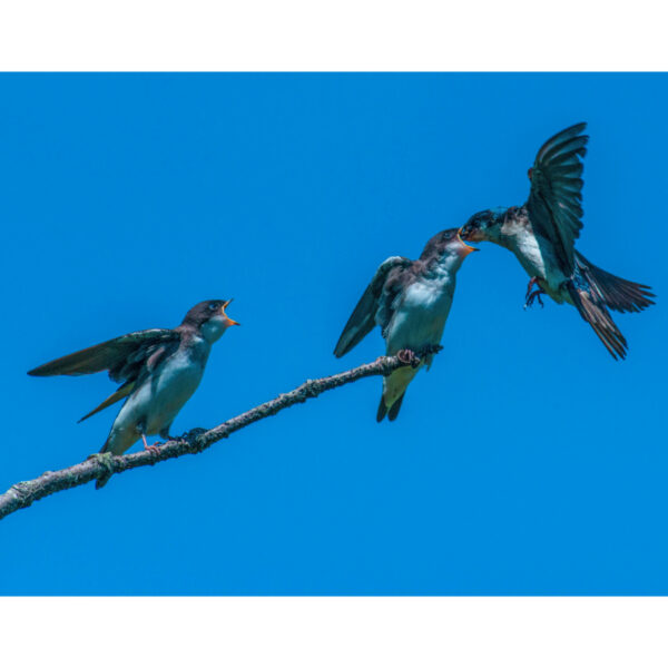 Swallow Snack