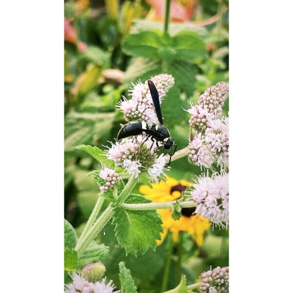 Four Toothed Mason Wasp