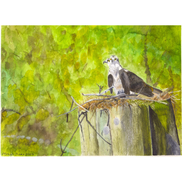 Working on the Crib - Osprey