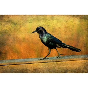 Boat-Tailed Grackle