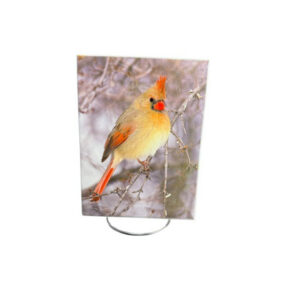 Cardinal Beauty Ceramic Tiles