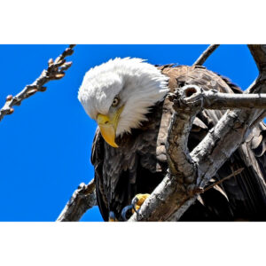 Eagle on Watch