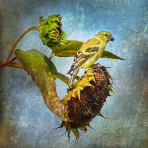 Feeding Goldfinch