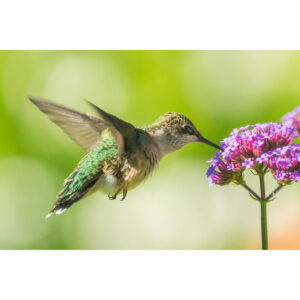 Female Ruby-throated Hummingbird