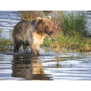 Katmai Grizzly Cub