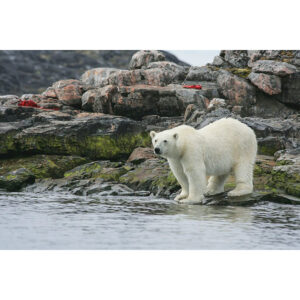 Labrador Polar Bear