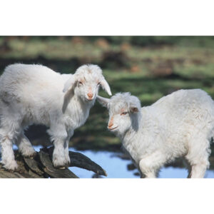 Mica's Lambs