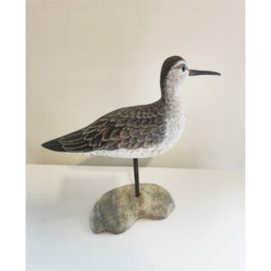 Short Billed Dowitcher