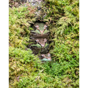 Three Frogs