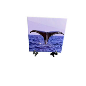 Whale Tail Ceramic Tiles