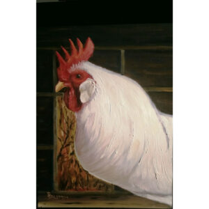 White Leghorn Rooster