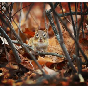 Chipmunk