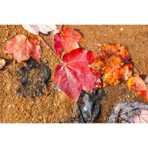 Fall Leaves