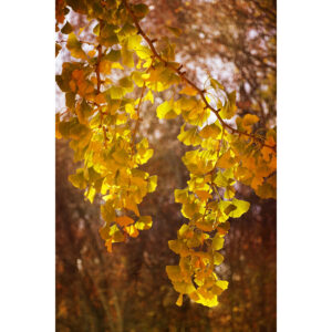 Golden Ginkgos