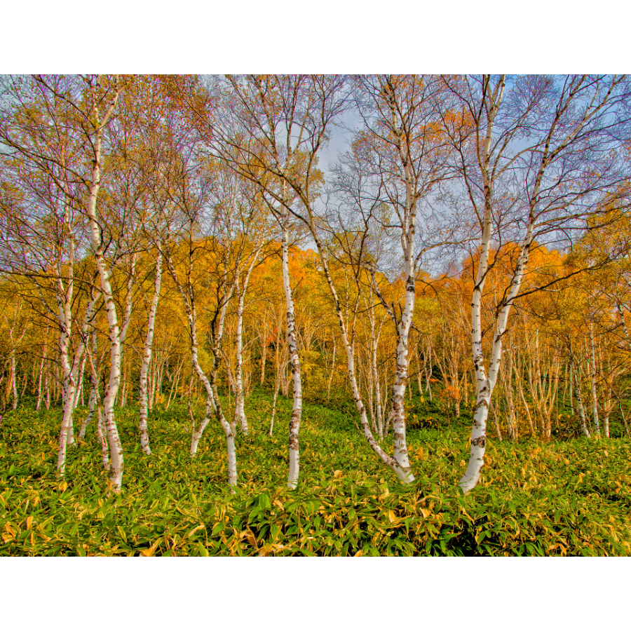 Fall in Nagano, Japan